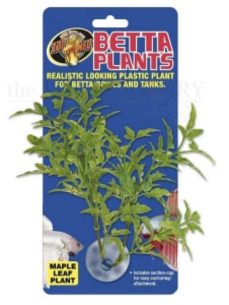 Betta Plant